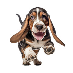 Basset Hound dog running isolated on transparent or white background
