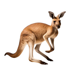 Kangaroo running isolated on transparent or white background