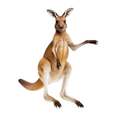 Kangaroo standing isolated on transparent or white background