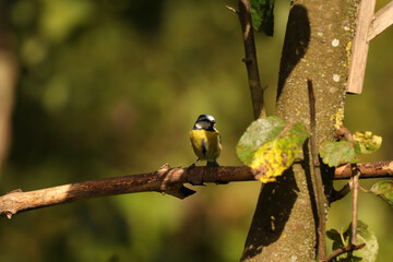 Mésange bleue (Cyanistes caeruleus)
Cyanistes caeruleus in its natural element
