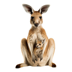 Kangaroo holding baby isolated on transparent or white background
