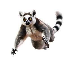 Beautiful Lemur in motion isolated on transparent or white background