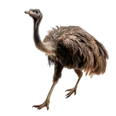 Rolgordijnen Full body ostrich running isolated on transparent or white background © Luckyphotos
