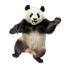 Giant panda bear jumping isolated on transparent or white background