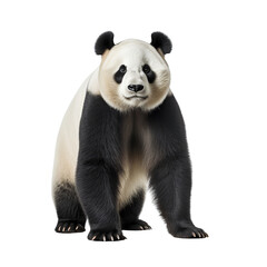Giant panda bear standing isolated on transparent or white background