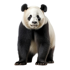 Naklejka premium Giant panda bear standing isolated on transparent or white background