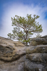Kiefer auf einem Gipfel im Elbsandsteingebirge 4