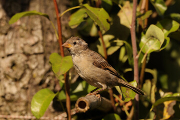 Moineau domestique (Passer domesticus)
Passer domesticus in its natural element
