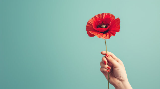 Elegant Hand Holding a Single Red Poppy Flower Against a Soft Pastel Background.