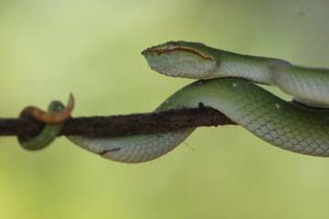 Naklejka premium snake, viper snake, tropidolaemus subannulatus, a viper Tropidolaemus subannulatus on a small wooden branch 