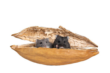 Cute black and blue baby Campbelli hamsters, sitting in dried kapok fruit shell. Looking naughty...