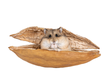 Brown adult Campbelli hamster, sitting in dried kapok shell. Looking towards camera. Isolated cutout on transparent background.