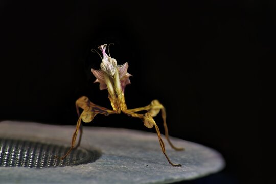 Idolomantis Diabolica