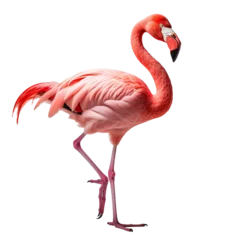 Fotobehang Flamingo portrait view isolated on transparent or white background © Luckyphotos