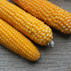  Square Stock Photo Of Ears Of Corn On Cutting Board Detailed View