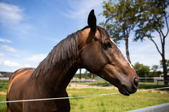 dark brown horse with it's head over an electric fence