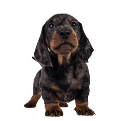 Cute dachshund aka teckel pup, standing facing front. Looking curious into camera. Isolated cutout...