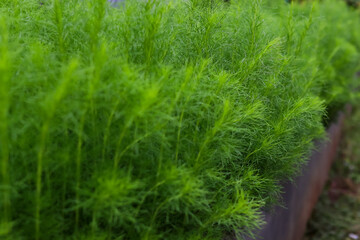Bassia scoparia or Dogfennel. This plant is classified as an ornamental plant as well as a medicinal plant. As a medicine for arthritis or insect bites.