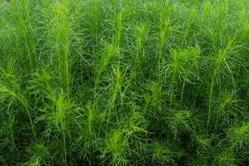 Bassia scoparia or Dogfennel. This plant is classified as an ornamental plant as well as a...