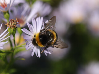 Bourdon terrestre (Bombus terrestris)
Bombus terrestris on an unidentified flower or plant
