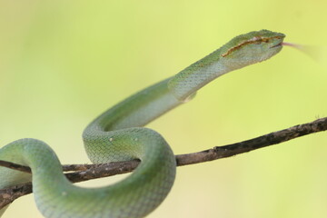 snake, viper, tropidolaemus subannulatus, a viper tropidolaemus subannulatus on a wooden branch 