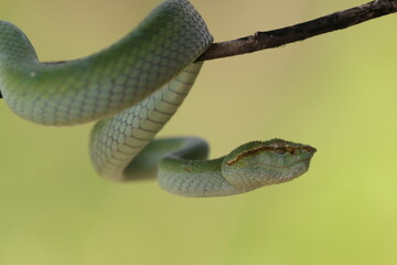 Fototapeta premium snake, viper, tropidolaemus subannulatus, a viper tropidolaemus subannulatus on a wooden branch 