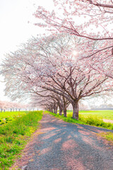 Obraz premium 福岡県筑前町草場川の桜並木