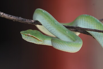 snake, viper, tropidolaemus subannulatus, a viper tropidolaemus subannulatus on a wooden branch
