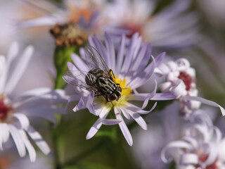 Graphomyie tachetée (Graphomya maculata)
Graphomya maculata on an unidentified flower or plant
