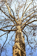 Low angle view of a leafless tree in winter - 738604018