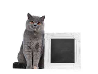 Fabulous young adult blue tortie British Shorthair cat, sitting beside blackboard filled frame. Looking towards camera with big orange eyes. Isolated cutout on a transparent background.