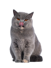 Fabulous young adult blue tortie British Shorthair cat, sitting up front view. Looking towards...