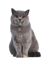 Fabulous young adult blue tortie British Shorthair cat, lsitting op facing front. Looking towards camera with big orange eyes. Isolated cutout on a transparent background.