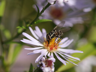 Graphomyie tachetée (Graphomya maculata)
Graphomya maculata on an unidentified flower or plant
