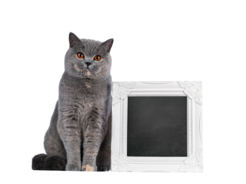 Fabulous young adult blue tortie British Shorthair cat, sitting beside blackboard filled frame. Looking towards camera with big orange eyes. Isolated cutout on a transparent background. - Powered by Adobe