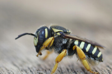 Closeup on the endangered Mediterranean Trachusa integra woolcarder solitary bee, a European red listed species