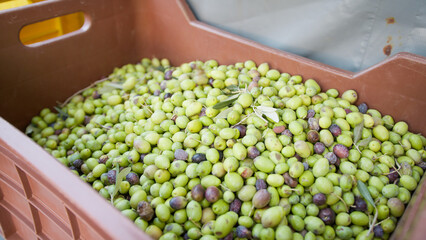 Boxes full of olives for oil production