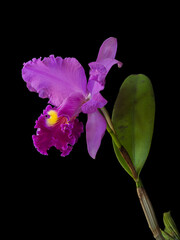 Closeup vertical view of spectacular bright purple pink and golden yellow cattleya hybrid orchid...
