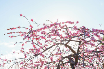 2月に満開を迎えた神戸岡本の梅林公演の様々な品種の梅。 - obrazy, fototapety, plakaty