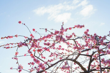 2月に満開を迎えた神戸岡本の梅林公演の様々な品種の梅。 - obrazy, fototapety, plakaty