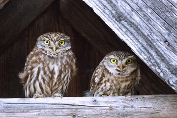 little owl couple (Athene noctua) - 738606475