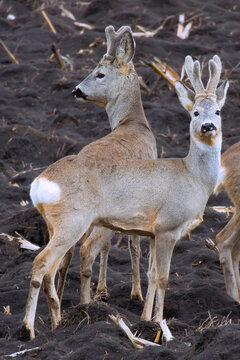 roe deers on ploughed land