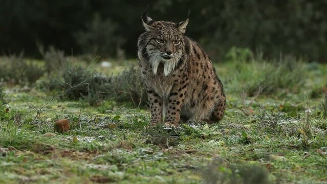 Adult female Iberian Lynx before the sun rise in a Mediterranean forest on a cold January day