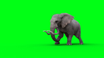 Obraz premium African elephant idle. 3d rendering.