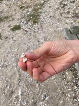 hand holding a shell in Funen, Denmark