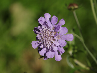 Obraz premium Knautie des champs (Knautia arvensis) Knautia arvensis in flower 