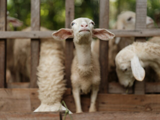 A group of sheep standing in a pen looking up at the camera with their heads down