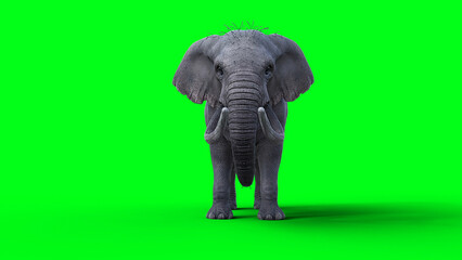 Fototapeta premium African elephant idle. 3d rendering.