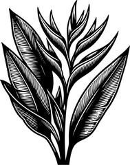 Heliconiaceae Plant icon 13