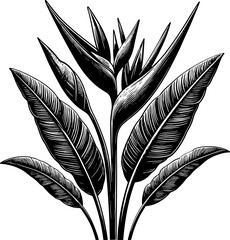 Heliconiaceae Plant icon 2